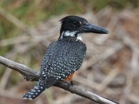 reuse visvanger  Gaint Kingfisher - Jan Prinsloo 2014 : jan